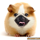 Illustration for article titled Yikes, these animal hybrids are so hilariously terrifying